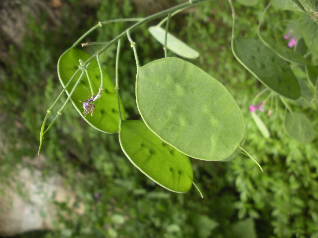 Lunaria annua